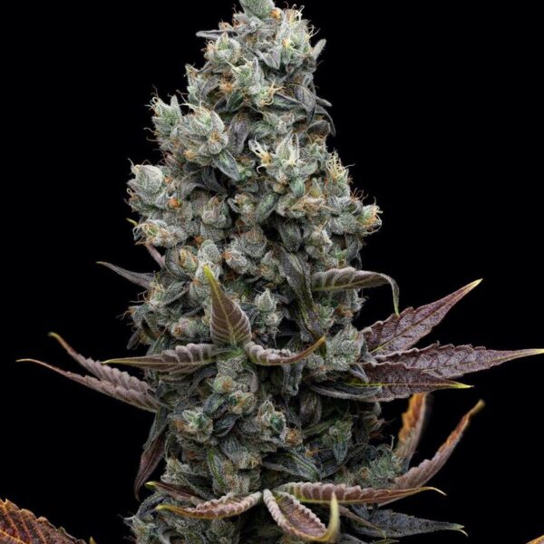 Afghan Kush Seeds- Cannabis Seeds